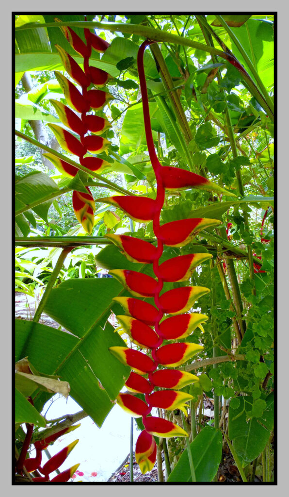 La Réunion. Les plantes étonnante de la forêt tropicale.