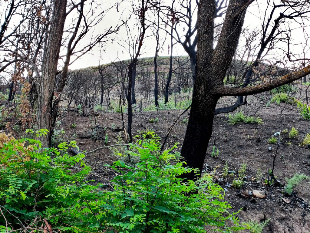 Incendie de Bouleternère